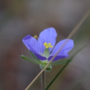 Erodium crinitum at O'Connor, ACT - 20 Oct 2020