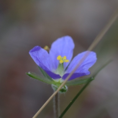 Erodium crinitum (Native Crowfoot) at O'Connor, ACT - 20 Oct 2020 by ConBoekel