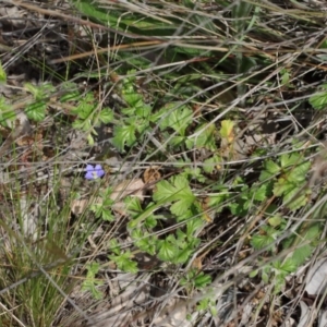 Erodium crinitum at O'Connor, ACT - 20 Oct 2020 12:24 PM