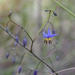 Dianella revoluta var. revoluta (Black-Anther Flax Lily) at O'Connor, ACT - 20 Oct 2020 by ConBoekel