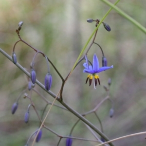 Dianella revoluta var. revoluta at O'Connor, ACT - 20 Oct 2020 01:32 PM