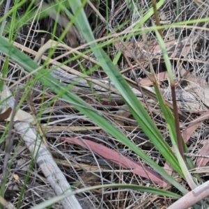 Dianella revoluta var. revoluta at O'Connor, ACT - 20 Oct 2020