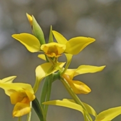 Diuris sulphurea (Tiger Orchid) at O'Connor, ACT - 20 Oct 2020 by ConBoekel