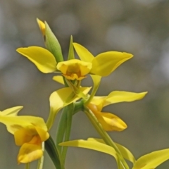 Diuris sulphurea (Tiger Orchid) at Dryandra St Woodland - 20 Oct 2020 by ConBoekel