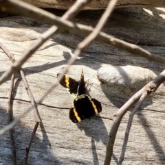 Eutrichopidia latinus (Yellow-banded Day-moth) at Bruce, ACT - 21 Oct 2020 by goyenjudy