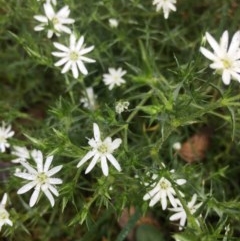 Stellaria pungens (Prickly Starwort) at Lower Boro, NSW - 17 Oct 2020 by mcleana
