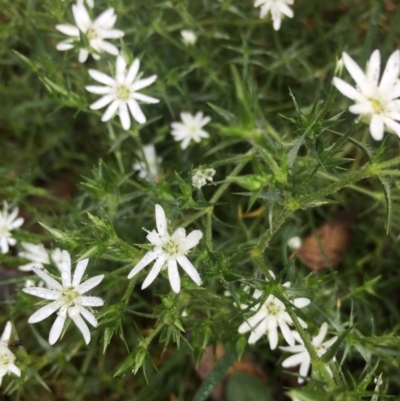 Stellaria pungens (Prickly Starwort) at Lower Boro, NSW - 17 Oct 2020 by mcleana