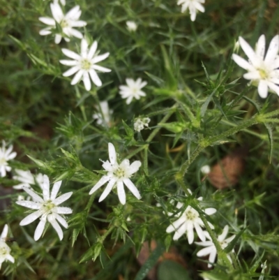 Stellaria pungens (Prickly Starwort) at Lower Boro, NSW - 16 Oct 2020 by mcleana