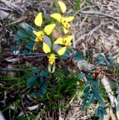 Diuris sulphurea (Tiger Orchid) at Bruce Ridge to Gossan Hill - 21 Oct 2020 by goyenjudy