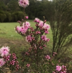 Kunzea parvifolia (Violet Kunzea) at Lower Boro, NSW - 16 Oct 2020 by mcleana