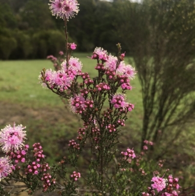 Kunzea parvifolia (Violet Kunzea) at Lower Boro, NSW - 16 Oct 2020 by mcleana