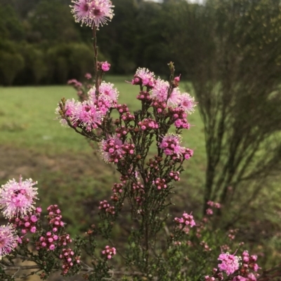 Kunzea parvifolia (Violet Kunzea) at Lower Boro, NSW - 17 Oct 2020 by mcleana