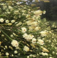 Melaleuca parvistaminea (Small-flowered Honey-myrtle) at Lower Boro, NSW - 17 Oct 2020 by mcleana