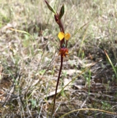 Diuris semilunulata (Late Leopard Orchid) at Lower Boro, NSW - 16 Oct 2020 by mcleana