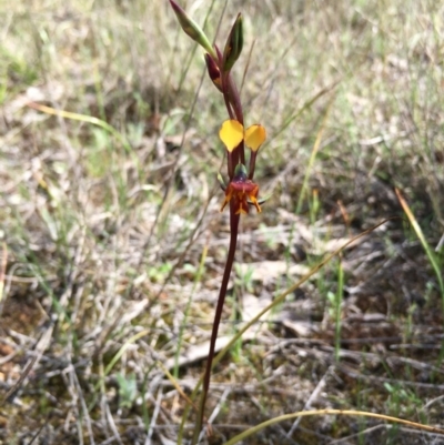 Diuris semilunulata (Late Leopard Orchid) at Lower Boro, NSW - 17 Oct 2020 by mcleana