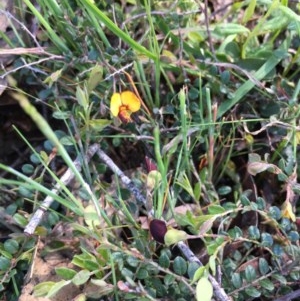 Bossiaea buxifolia at Lower Boro, NSW - 17 Oct 2020