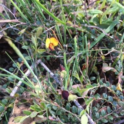 Bossiaea buxifolia (Matted Bossiaea) at Lower Boro, NSW - 16 Oct 2020 by mcleana