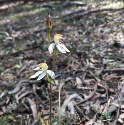 Caladenia moschata (Musky Caps) at Lower Boro, NSW - 17 Oct 2020 by mcleana