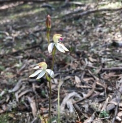 Caladenia moschata (Musky Caps) at Lower Boro, NSW - 17 Oct 2020 by mcleana