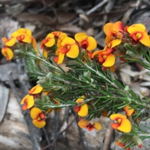 Dillwynia sericea at Lower Boro, NSW - 22 Oct 2020