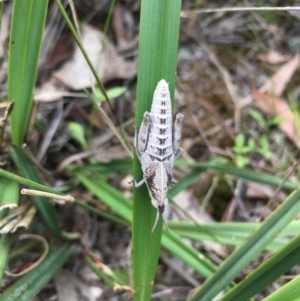 Goniaea sp. (genus) at Lower Boro, NSW - 22 Oct 2020