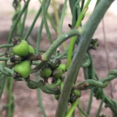 Cassytha melantha (A Devils Twine) at Lower Boro, NSW - 22 Oct 2020 by mcleana