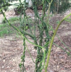 Cassytha melantha at Lower Boro, NSW - 22 Oct 2020