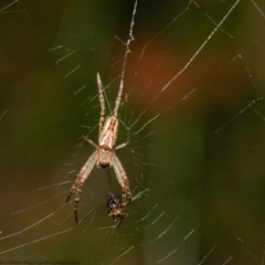 Plebs eburnus (Eastern bush orb-weaver) at ANBG - 21 Oct 2020 by Roger