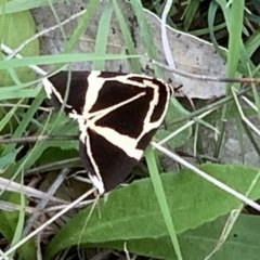 Fodina ostorius (Fodina ostorius) at Black Range, NSW - 22 Oct 2020 by Steph H