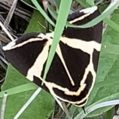 Fodina ostorius at Black Range, NSW - 22 Oct 2020