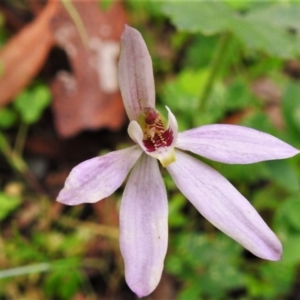 Caladenia carnea at Paddys River, ACT - suppressed