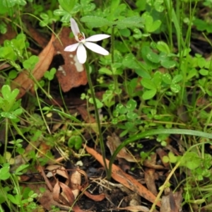 Caladenia carnea at Paddys River, ACT - suppressed