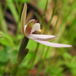 Caladenia carnea at Paddys River, ACT - suppressed