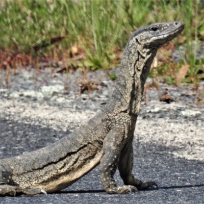 Varanus rosenbergi (Heath or Rosenberg's Monitor) at Booth, ACT - 22 Oct 2020 by JohnBundock