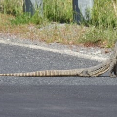 Varanus rosenbergi at Booth, ACT - 22 Oct 2020