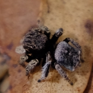 Maratus vespertilio at Forde, ACT - suppressed