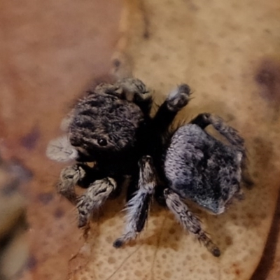 Maratus vespertilio (Bat-like peacock spider) at Mulligans Flat - 22 Oct 2020 by Kurt