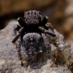 Maratus vespertilio at Forde, ACT - suppressed