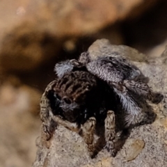 Maratus vespertilio at Forde, ACT - 22 Oct 2020