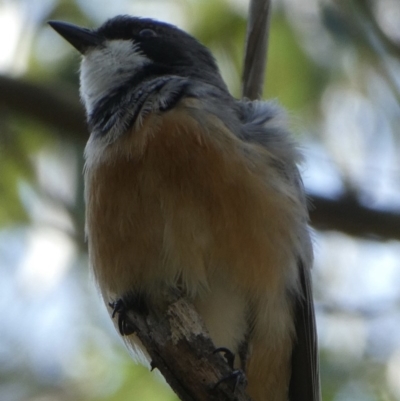 Pachycephala rufiventris (Rufous Whistler) at Black Range, NSW - 22 Oct 2020 by StephH