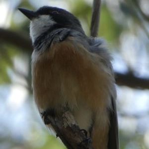 Pachycephala rufiventris at Black Range, NSW - 22 Oct 2020