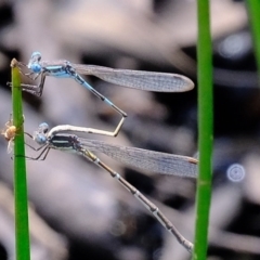 Austrolestes leda (Wandering Ringtail) at Mulligans Flat - 22 Oct 2020 by Kurt