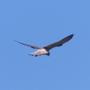 Falco cenchroides at Black Range, NSW - 22 Oct 2020