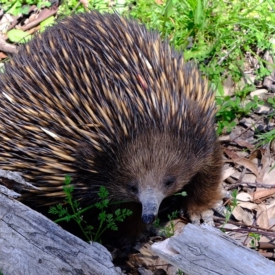 Tachyglossus aculeatus (Short-beaked Echidna) at Mulligans Flat - 22 Oct 2020 by Kurt