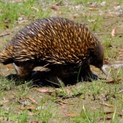 Tachyglossus aculeatus at Forde, ACT - 22 Oct 2020