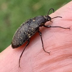 Lepispilus sp. (genus) (Yellow-spotted darkling beetle) at Black Range, NSW - 22 Oct 2020 by Steph H