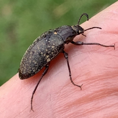 Pachycoelia sp. (genus) (A darkling beetle) at Black Range, NSW - 22 Oct 2020 by StephH