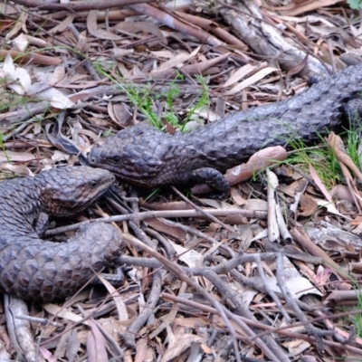 Tiliqua rugosa (Shingleback Lizard) at Mulligans Flat - 22 Oct 2020 by Kurt