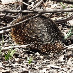 Tachyglossus aculeatus (Short-beaked Echidna) at Namadgi National Park - 22 Oct 2020 by JohnBundock