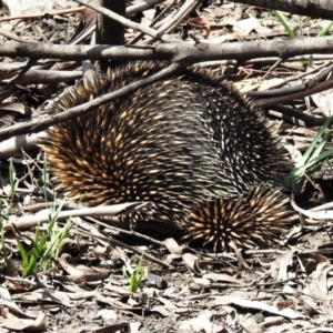 Tachyglossus aculeatus at Booth, ACT - 22 Oct 2020